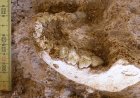 Fossils found in cave shed light on where our species emerged