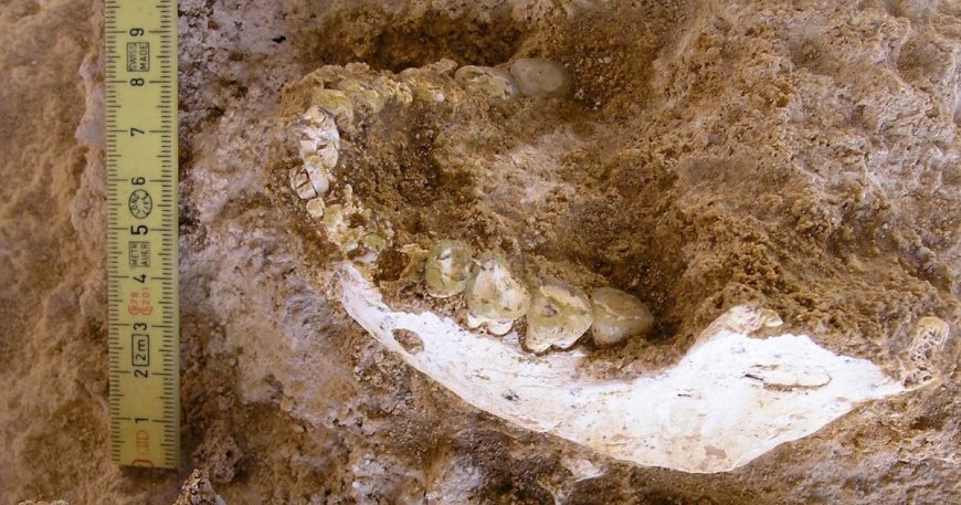 Fossils found in cave shed light on where our species emerged