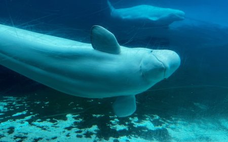 Canada backs plan to move whales from shuttered Marineland park to US and Spain