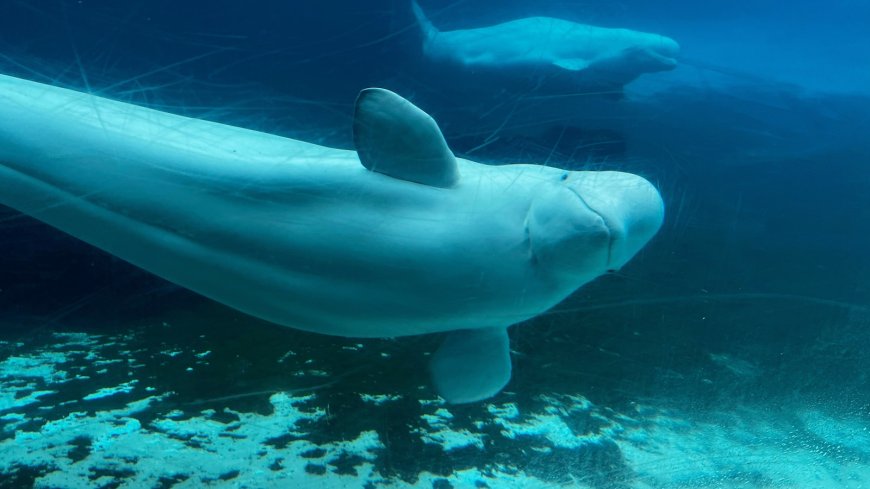 Canada backs plan to move whales from shuttered Marineland park to US and Spain